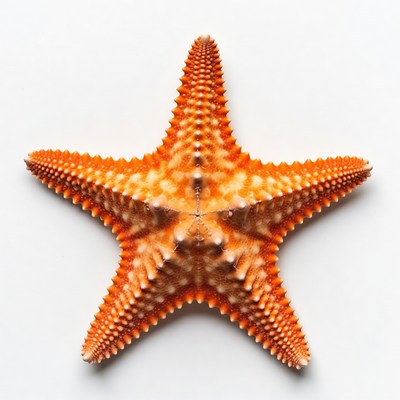 Orange Starfish on White Background