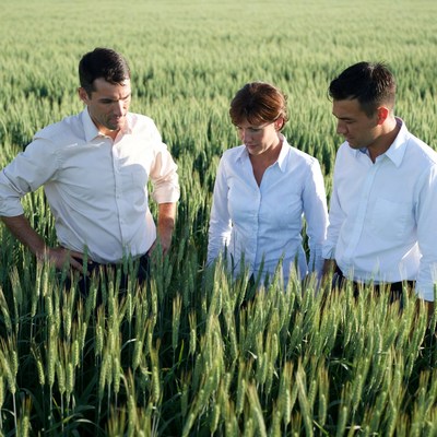 Three professionals inspecting wheat field