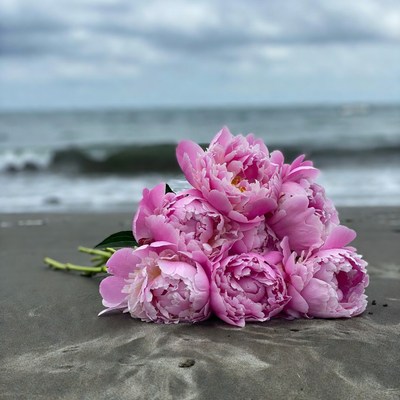 Pink peonies bouquet on beach sand
