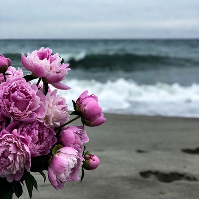 Pink peonies on beach by ocean