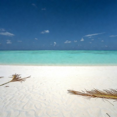 Tropical beach with palm fronds