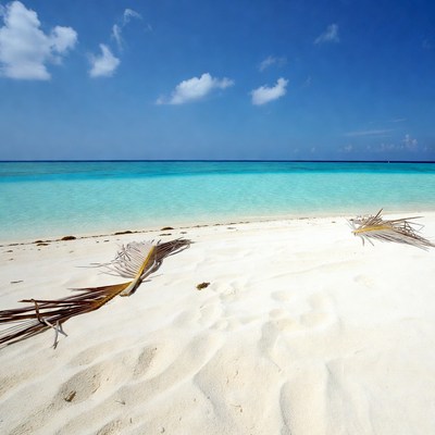 Tropical beach with palm fronds