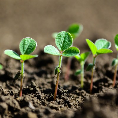 Young Soybean Seedlings in Soil