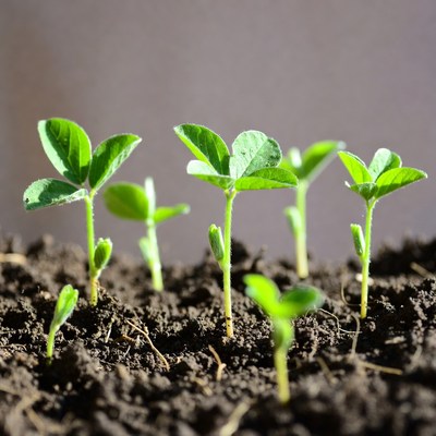Young Soybean Seedlings in Soil