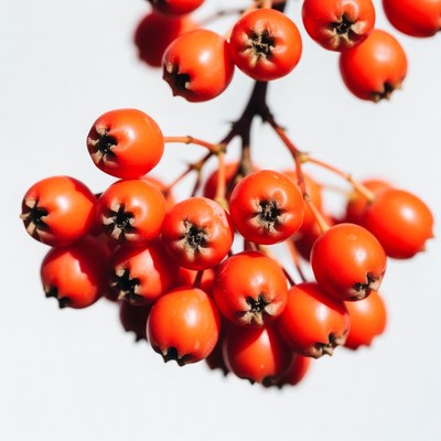 Red Mountain Ash Berries Cluster