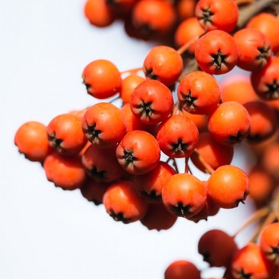 Cluster of Bright Red Berries