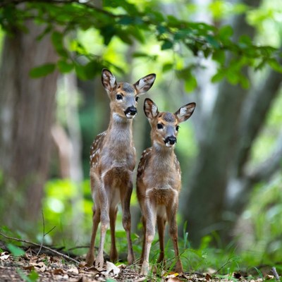Two baby deer in forest