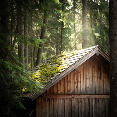 Mossy Wooden Cabin in Forest