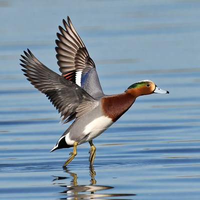 Mandarin Duck Flying over Water