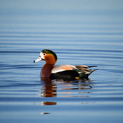 Mandarin Duck Swimming in Water