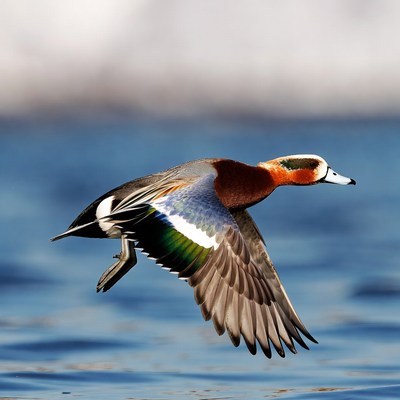 Mandarin Duck Flying over Water