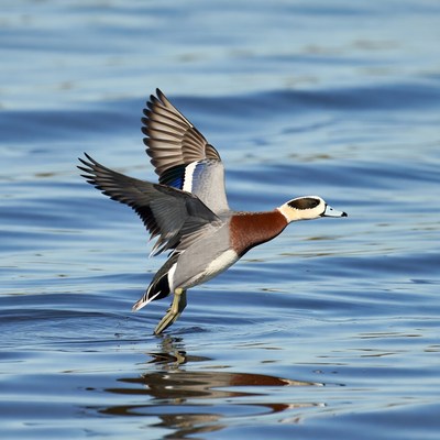 Mandarin Duck Flying over Water