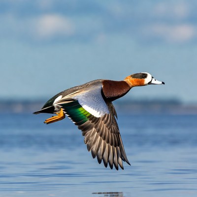 Mandarin Duck Flying over Water