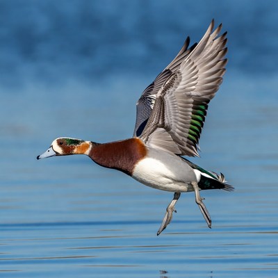 Cinnamon Teal Duck Flying over Water