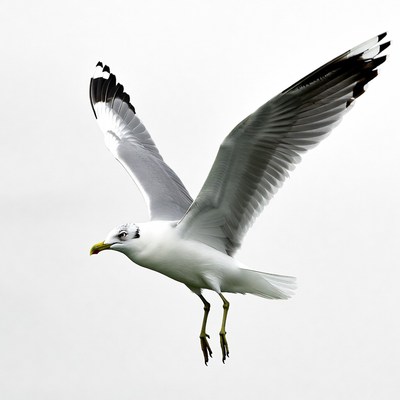 Seagull flying with wings spread