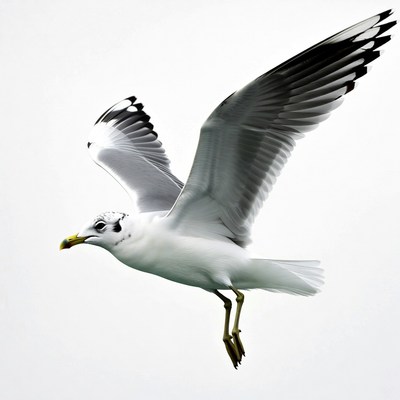 Seagull flying with wings spread