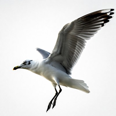 Seagull flying with wings spread