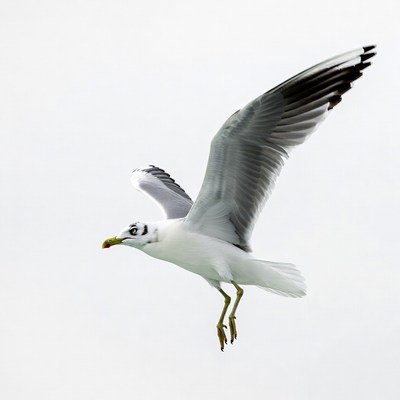 Seagull flying on white background