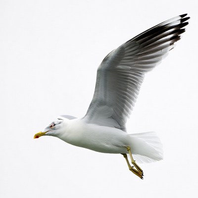 Seagull flying with wings spread