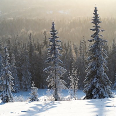 Snowy Pine Forest in Golden Sunset
