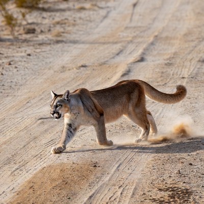 Mountain Lion Walking on Dirt Road