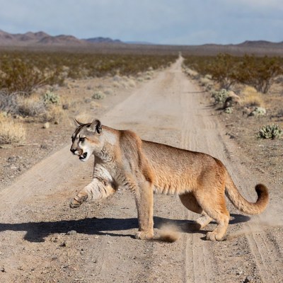 Mountain Lion Walking Desert Road