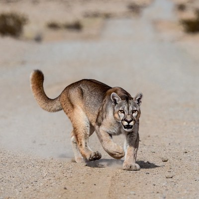 Mountain Lion Running in Desert