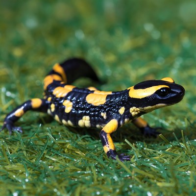 Fire Salamander on green grass
