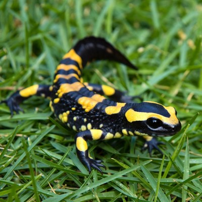 Fire Salamander on green grass