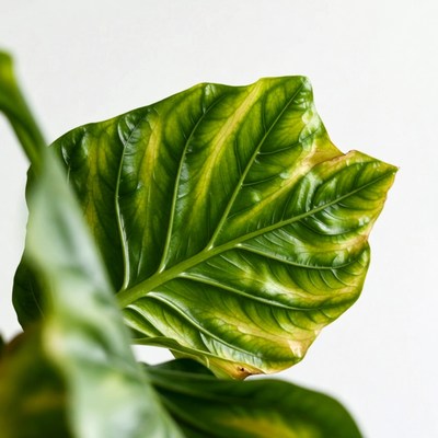Variegated Leaf on White Background