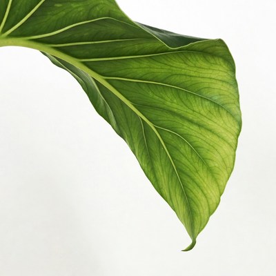 Large Green Leaf Isolated