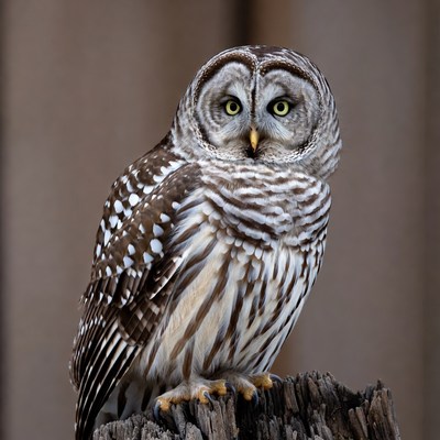 Barred Owl Perched on Wood
