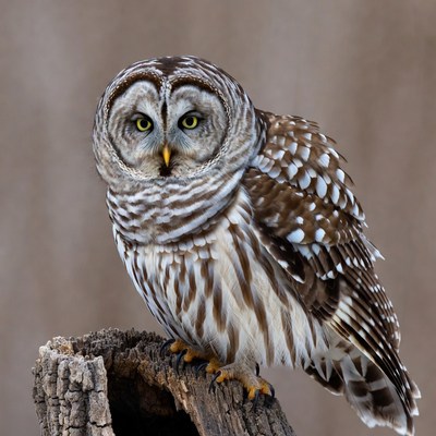 Barred Owl Perched on Tree Stump