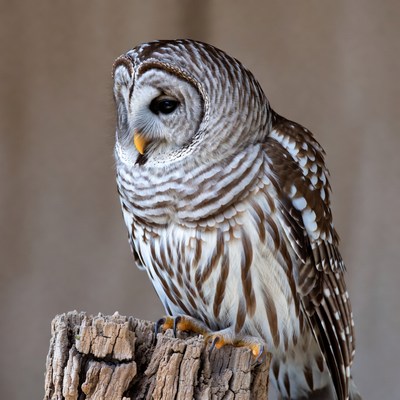 Barred Owl Perched on Stump