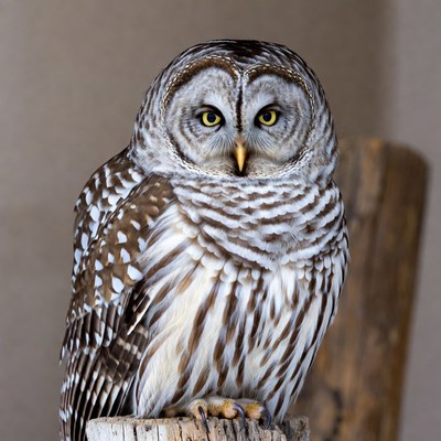 Barred Owl Perched on Wood