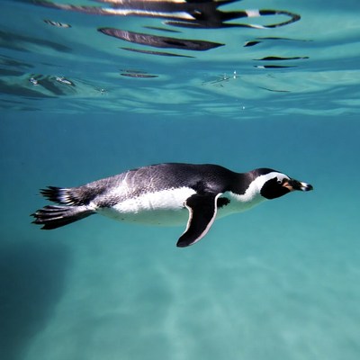 Penguin swimming underwater