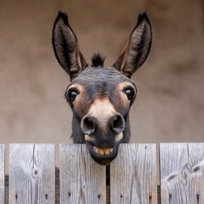 Donkey smiling over wooden fence
