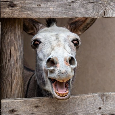 Donkey peeking through wooden fence