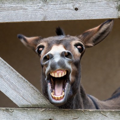 Donkey peeking through wooden fence