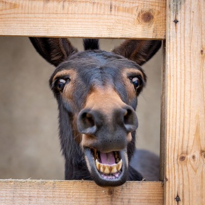 Donkey peeking through wooden fence