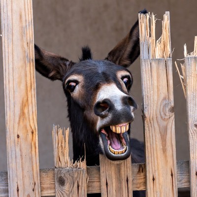 Donkey peeking through wooden fence