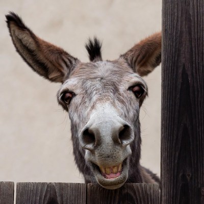 Donkey peeking over wooden fence