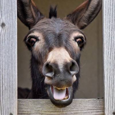 Donkey sticking head through wooden fence