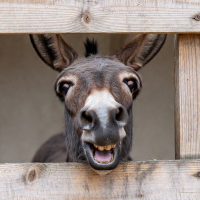 Donkey peeking through wooden fence