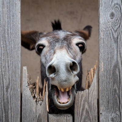 Donkey peeking through wooden fence