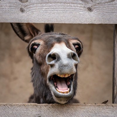Donkey laughing through wooden fence
