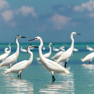 Flock of white egrets in turquoise water