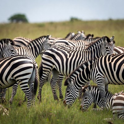Herd of Zebras Grazing in Grassland