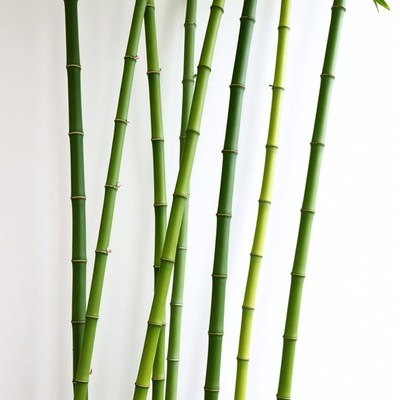 Bamboo Stalks on White Background