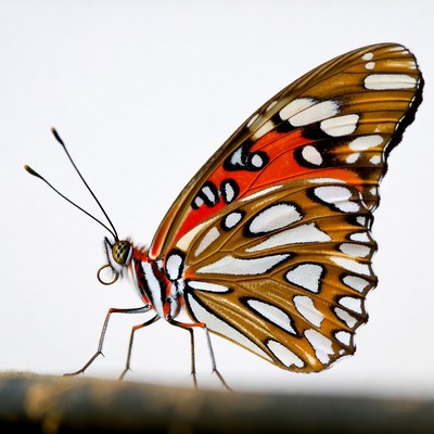 Orange White Spotted Butterfly